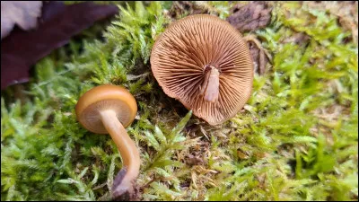 Un champignon toxique, mortel, assez courant. Il pousse fréquemment sur les mêmes souches ou troncs que les pleurotes tardifs. Son chapeau hygrophane, de teinte brun-orangé à ocre, mesure environ 2 à 6 cm de diamètre. Son pied a un anneau souvent coloré par sa sporée brun-rouille. Il pousse sur ou près de bois en décomposition, qu'il soit de feuillus ou de conifères.