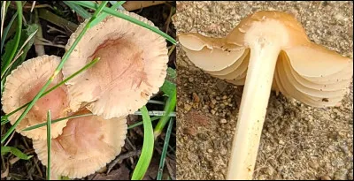 Petit champignon de gazon, de couleur blanchâtre à chamois. Son chapeau est charnu au centre. Ses lames sont adnexées à libres. Un critère pour l'identifier : son pied peut résister à 2 ou 3 torsions sans se briser. Sa sporée est blanche et il s'agit d'un comestible de choix.