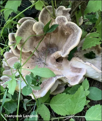Une belle espèce caractérisée par plusieurs chapeaux striés transversalement qui noircissent lorsqu'ils sont froissés et une face poroïde de couleur blanchâtre à tan. Cette espèce se développe principalement sur le sol, à proximité des souches de feuillus et de conifères. Elle pousse généralement au même endroit pendant quelques années et elle est rare.