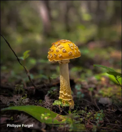 Je pense que cest lespèce la plus connue au Québec, elle est très commune. Son chapeau, qui peut être jaunâtre, orangé ou même rougeâtre, est parsemé de flocons blanchâtres ou jaunâtres. Son pied, annelé, présente de petites écailles disposées en cercles autour du bulbe. Elle pousse sur sol, sous des conifères et des feuillus. Elle est toxique et hallucinogène (acide iboténique et muscimol).