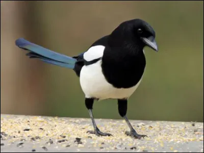 Avec "Le pouvoir des fleurs" Laurent Voulzy énumère quelques fleurs, laquelle n'est pas citée ?