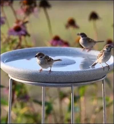 Pauvre Hugues Aufray, se faire recevoir à coups de fourche "des jonquilles aux derniers lilas". Où le père d'Émilie l'attendait-il ?