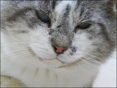 Quel est le chat qui a vécu le plus longtemps ?
