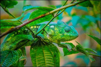 Quel animal te décrit le plus ?