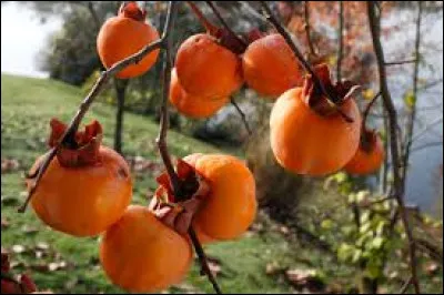 De quel arbre le kaki est-il le fruit ?