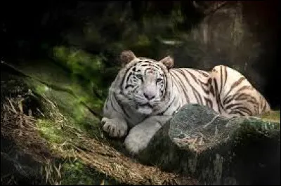 À quelle famille de mammifères le tigre blanc appartient-il ?