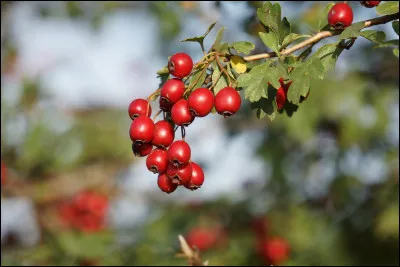 Mangerais-tu des baies au hasard dans l'arène ?