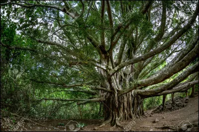 Si tu as choisi l'arbre, comment tiens-tu dessus ?
