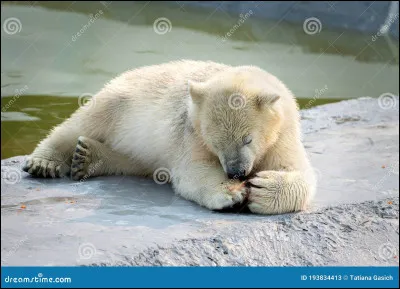 Quel est l'espérance de vie d'un ours polaire ?