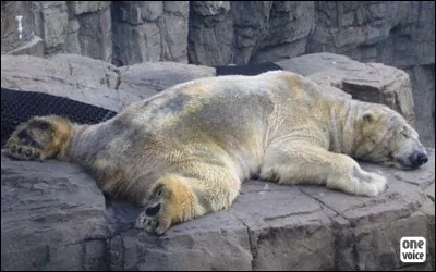 À cause de quoi les ours polaires sont-ils en voie d'extinction ?