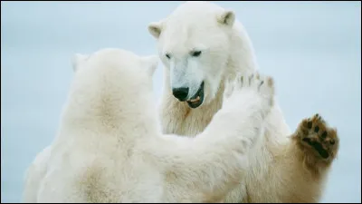 Quelle est la longueur d'un ours polaire ?