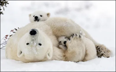 Quel est le poids d'un ours polaire adulte ?