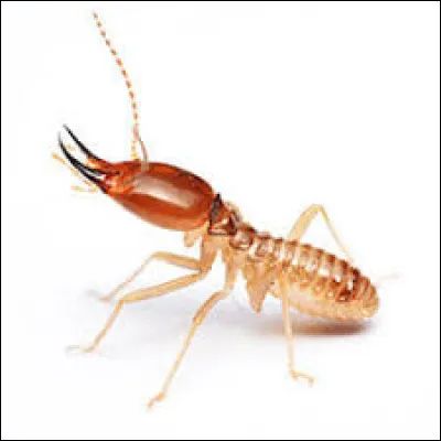 Quel est le genre du mot termite ?