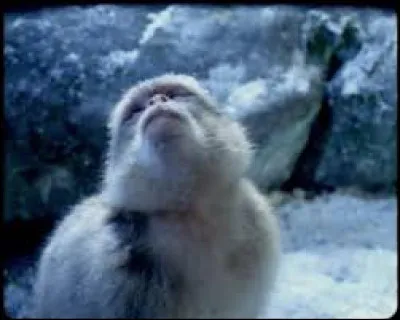 Quel groupe français chante "Un Singe en hiver" ?