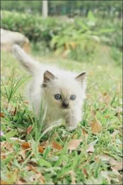 Que poursuit Vol du Papillon ?