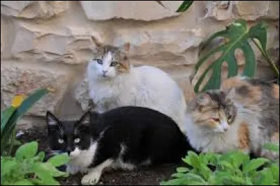 Que dit Demi-Lune à Vol du Papillon ?