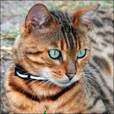 Comment réagissent les meneurs à son annonce ?