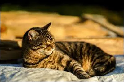 Comment Mica, le guérisseur du Clan du Ciel, meurt-il ?