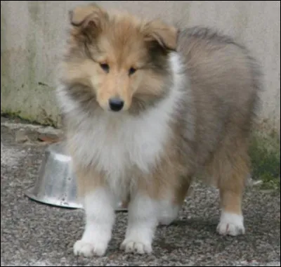 Au total, combien de doigts le chien possède-t-il ?