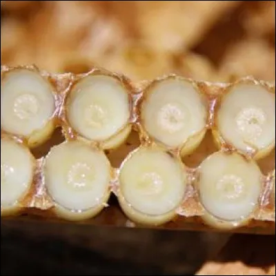 Par quel insecte, la gelée royale est-elle produite ?