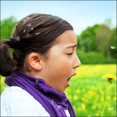 Laquelle de ces plantes ne fait pas partie des graminées ?