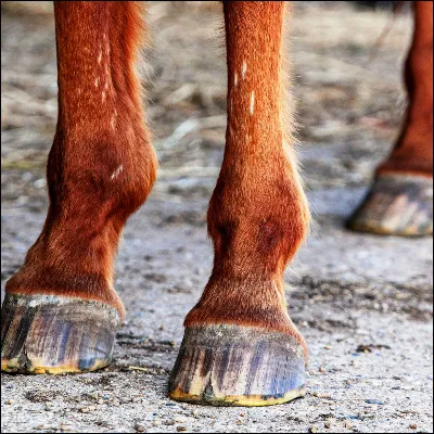 Quel mammifère périssodactyle vivant essentiellement en Amérique du Sud possède des espèces de Baird et laineux ?