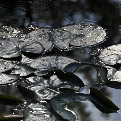 Quel écrivain a publié le roman policier "Nymphéas noirs" ?