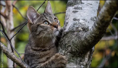 Ta mère te gronde car tu as fait des bêtises ; que fais-tu ?