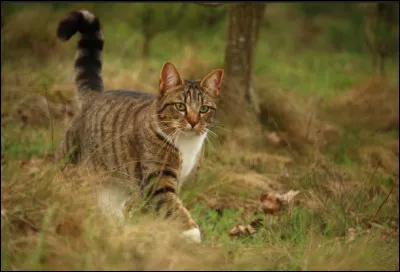 Tu apprends vite et ton mentor t'évalue. Que fais-tu ?