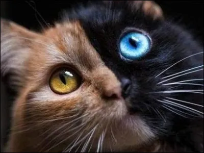 Jai tué ma sur, et elle ma tué aussi Je suis :