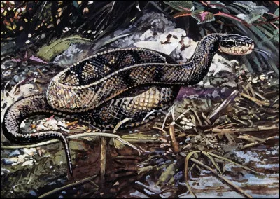 Quel est ce serpent semi-aquatique venimeux endémique du Sud des États-Unis ?