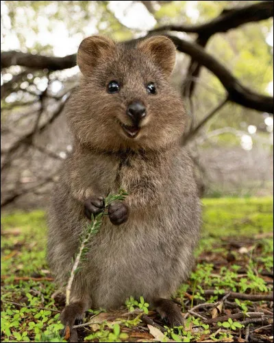 Quel est ce petit marsupial endémique en Australie, animal trapu à tête courte et large ?