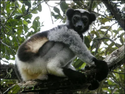 Quelle est cette espèce de primates endémique de Madagascar, un animal lemuriforme arboricole noir et blanc ?
