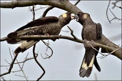 Quelle est cette espèce d'oiseaux d'altitude endémique en Australie au plumage noir et blanc ?
