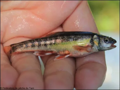 Quelle est cette espèce de poissons d'eau douce endémique du bassin de la Loire au corps filiforme de 2 à 10 cm de long, animal utilisé comme appât ?