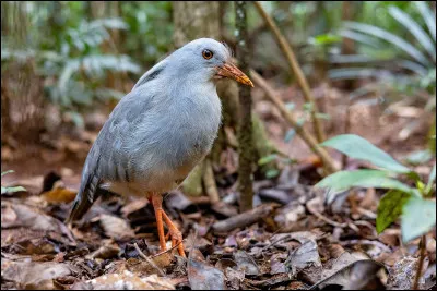 Quelle est cette espèce d'échassiers endémique de la Nouvelle-Calédonie, un oiseau incapable de voler ?
