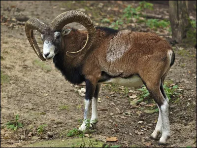 Quelle est cette espèce de mammifères bovidés endémique de la Corse et de la Sardaigne, roi des cimes ?