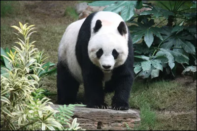 Quel est ce mammifère endémique en Chine, animal carnivore qui mange du bambou ?