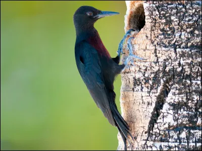 Quelle est cette espèce d'oiseaux endémique en Guadeloupe, un pic forestier noir sédentaire ?