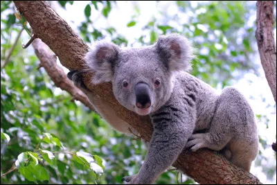 Quelle est cette espèce de marsupiaux endémique en Australie, animal arboricole ?