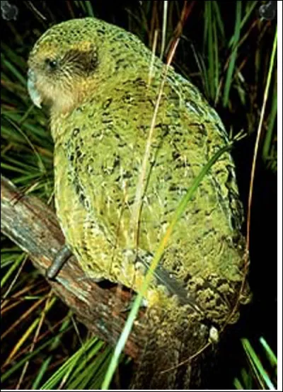 Quelle est cette espèce de grands perroquets endémique en Nouvelle-Zélande, incapable de voler ?