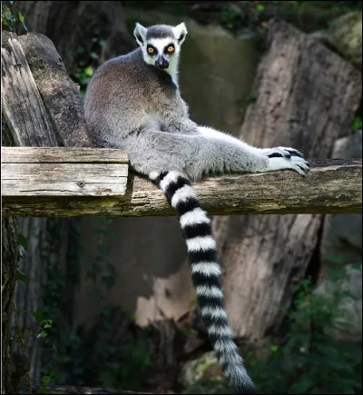 Quel est ce primate, un mammifère arboricole endémique de Madagascar ?