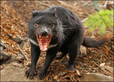 Quelle est cette espèce de marsupiaux carnivores endémique en Tasmanie, animal agressif qui hurle fortement ?