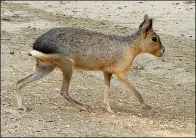 Quelle est cette espèce de rongeurs endémique en Argentine, animal bâti pour la course avec des pointes à 80 km/h ?