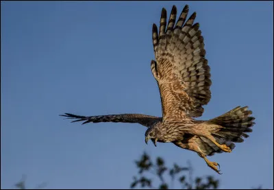 Quel est ce rapace diurne nicheur endémique de l'île de la Réunion ?
