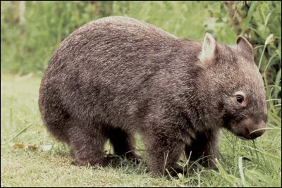 Quel est ce petit marsupial fouisseur endémique en Australie à tête courte et large ?