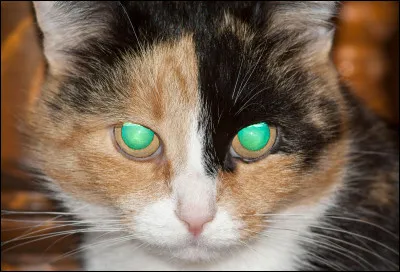 Tu aimerais dormir :