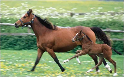 Petite devinette : Je suis une sport qui se pratique avec des chevaux. Beaucoup de personne m'aiment. Quel sport suis-je ?