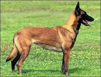 Quelle est la race de ce chien ?