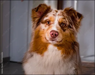 Ce magnifique chien est un ...
